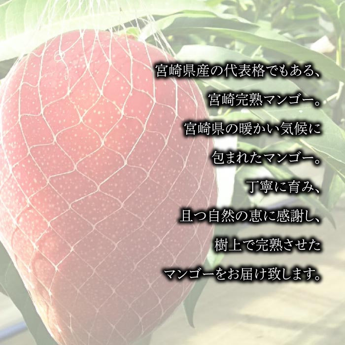 【ふるさと納税】【先行予約】＜宮崎県産 完熟マンゴー(Lサイズ3個もしくは2Lサイズ2個)＞2026年4月上旬～9月上旬迄に順次出荷 | 果物 果実 フルーツ マンゴー くだもの 人気 特産品 完熟 国産 期間限定 数量限定 年内出荷 宮崎県 高鍋町【冷蔵】 サムネイル2