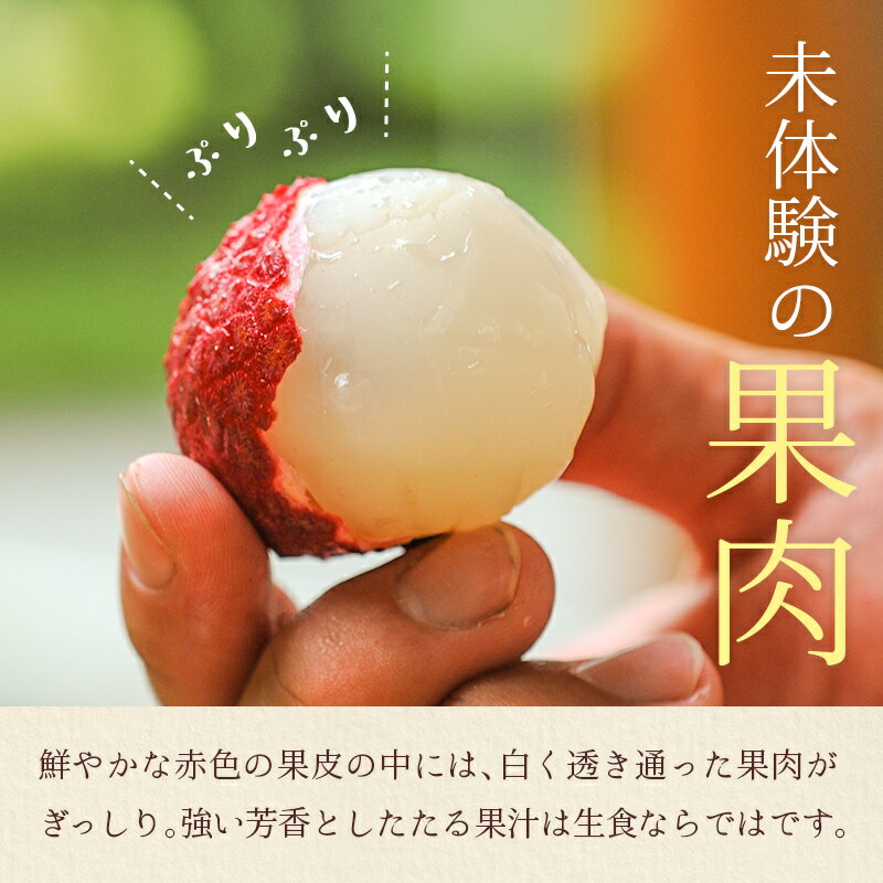 【ふるさと納税】宮崎県産 生ライチ「至高の紅玉」計1kg ≪2026年6月下旬～発送≫ 人気 国産 希少 果物 旬 ギフト プレゼント サムネイル3