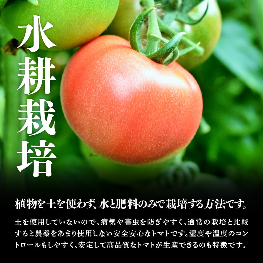【ふるさと納税】宮崎県産トマト　とこうさんのトマト1kg（9～18個） - とまと トマト マト とまと 野菜 農家直送 産地直送 ミネラル豊富 ヘルシー 新鮮 濃厚な甘み 程よい酸味 美味しい 出荷前 品質チェック 宮崎県産 川南町産 C06601 送料無料 - 画像3