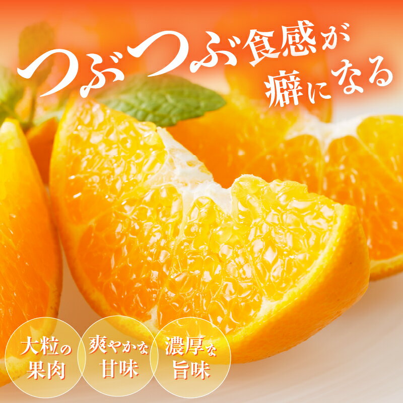 【ふるさと納税】先行予約 数量限定 希少な 柑橘 はるみ 5kg フルーツ 果物 くだもの みかん ポンカン オレンジ 果実 薄皮 甘い 果肉 食品 グルメ デザート 人気 おすすめ おすそ分け 手土産 おやつ 詰め合わせ お取り寄せ 宮崎県 都農町 送料無料 サムネイル2