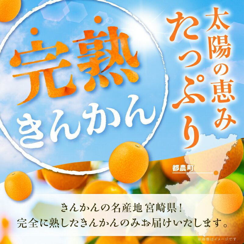【ふるさと納税】 先行予約 数量限定 hiro君ハウスの 完熟きんかん 計1kg 化粧箱入り 期間限定 きんかん 金柑 フルーツ 果物 柑橘 食品 お菓子 デザート おやつ お土産 産地直送 国産 ギフト 贈り物 おすすめ ビタミンC 甘露煮 ジャム サラダ 宮崎県 都農町 送料無料 サムネイル2