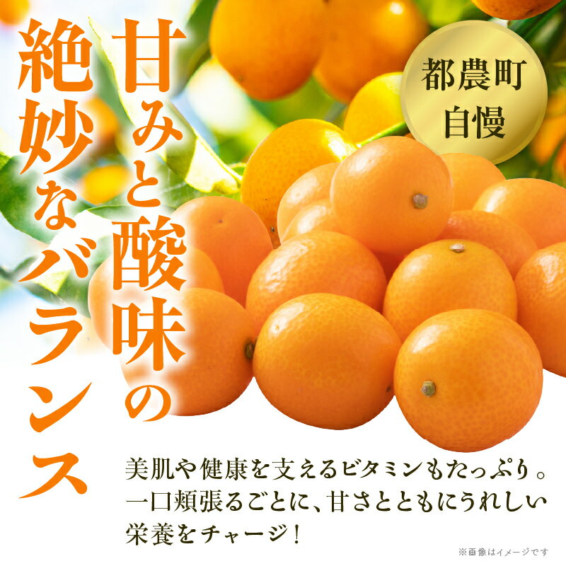 【ふるさと納税】 先行予約 数量限定 hiro君ハウスの 完熟きんかん 計1kg 化粧箱入り 期間限定 きんかん 金柑 フルーツ 果物 柑橘 食品 お菓子 デザート おやつ お土産 産地直送 国産 ギフト 贈り物 おすすめ ビタミンC 甘露煮 ジャム サラダ 宮崎県 都農町 送料無料 サムネイル3