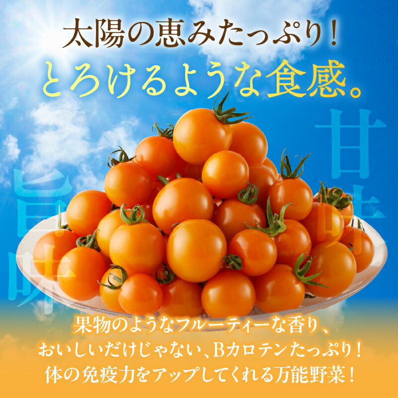 【ふるさと納税】≪ 期間限定 ≫ オレンジリトル 計1.6kg ミニトマト 野菜 やさい サラダ 国産 アヒージョ パスタ 完熟トマト フルーツトマト 新鮮 お土産 産地直送 おやつ おすすめ 人気 贈答 ギフト 贈り物 おすそ分け お返し 青果 宮崎県 都農町 送料無料 - 画像2