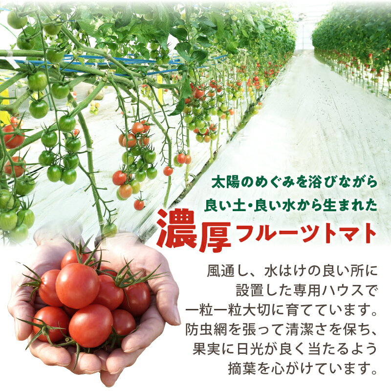 【ふるさと納税】先行予約 期間限定 オリジナル ブランド 「フルーツトマトゆき」 計2kg ミニトマト フルーツトマト 野菜 サラダ 国産 tomato おすすめ おすそ分け トマトジュース 贈り物 ギフト 贈答 おやつ お弁当 アヒージョ パスタ 産地直送 宮崎県 都農町 送料無料 - 画像3