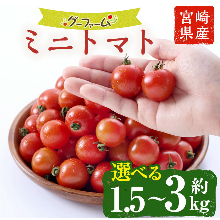 ＜内容量が選べる！＞ミニトマト(約1.5～3kg)野菜 とまと フルーツトマト サマー千果 アイコ サラダ 【GF-4・GF-2】【グーファーム】