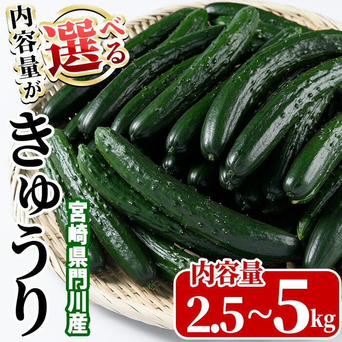 ＜内容量が選べる！＞宮崎県産きゅうり(2.5kg/5kg)野菜 やさい 旬 新鮮 サラダ キュウリ 胡瓜 冷蔵 宮崎県産【NS-1・NS-1】【中澤農園】