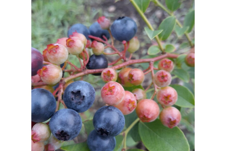 【ふるさと納税】 ブルーベリー 冷凍 500g × 2袋 1kg [農林産物直売所 美郷ノ蔵 宮崎県 美郷町 31ab0135] 国産 手摘み 小分け ヨーグルト 宮崎県産 おやつ お菓子 朝ごはん 朝ご飯 サムネイル3