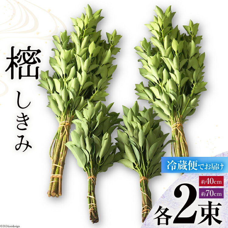 しきみ しきび 4束 セット 70cm 40cm 各2束 [中村しきみ園 宮崎県 美郷町 31ay0003-NEW] 樒 シキミ 彼岸 お墓 おしきみ お彼岸 墓参り 宮崎県産 産 冷蔵便