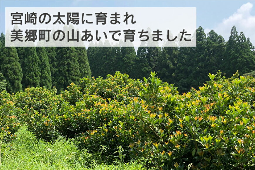 【ふるさと納税】 しきみ しきび 4束 セット 70cm 40cm 各2束 [中村しきみ園 宮崎県 美郷町 31ay0003-NEW] 樒 シキミ 彼岸 お墓 おしきみ お彼岸 墓参り 宮崎県産 産 冷蔵便 - 画像2