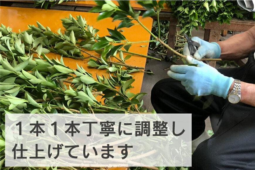 【ふるさと納税】 しきみ しきび 4束 セット 70cm 40cm 各2束 [中村しきみ園 宮崎県 美郷町 31ay0003-NEW] 樒 シキミ 彼岸 お墓 おしきみ お彼岸 墓参り 宮崎県産 産 冷蔵便 - 画像3