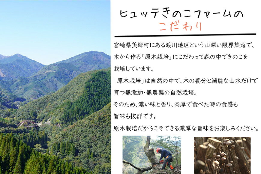 【ふるさと納税】 しいたけ 乾燥 ひとくち どんこ 30g [HUTTE 宮崎県 美郷町 31ao0021] 椎茸 シイタケ 乾燥しいたけ お節 煮物 - 画像3