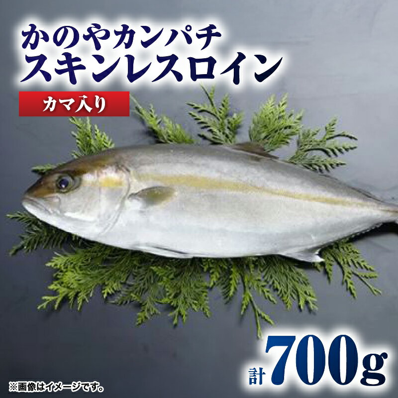 かのやカンパチロイン（カマ入）合計800g(かんぱち スキンレスロイン（骨・皮なし）2柵　合計700g、かんぱち カマ 100g×1個) 鹿児島県産 国産 かんぱち カンパチ【鹿屋市漁業協同組合】