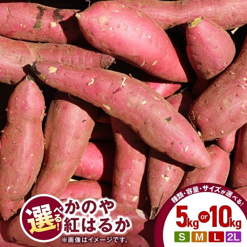 ＜サイズと量が選べる＞【先行予約】 かのや紅はるか 生芋 新芋 5kg or 10kg S ～ 2L 熟成 紅はるか さつまいも さつま芋 芋 焼芋 焼き芋 しっとり 貯蔵 鹿児島産 国産 南橋商事 ふるさと納税 鹿児島 鹿屋市 おすすめ ランキング プレゼント ギフト