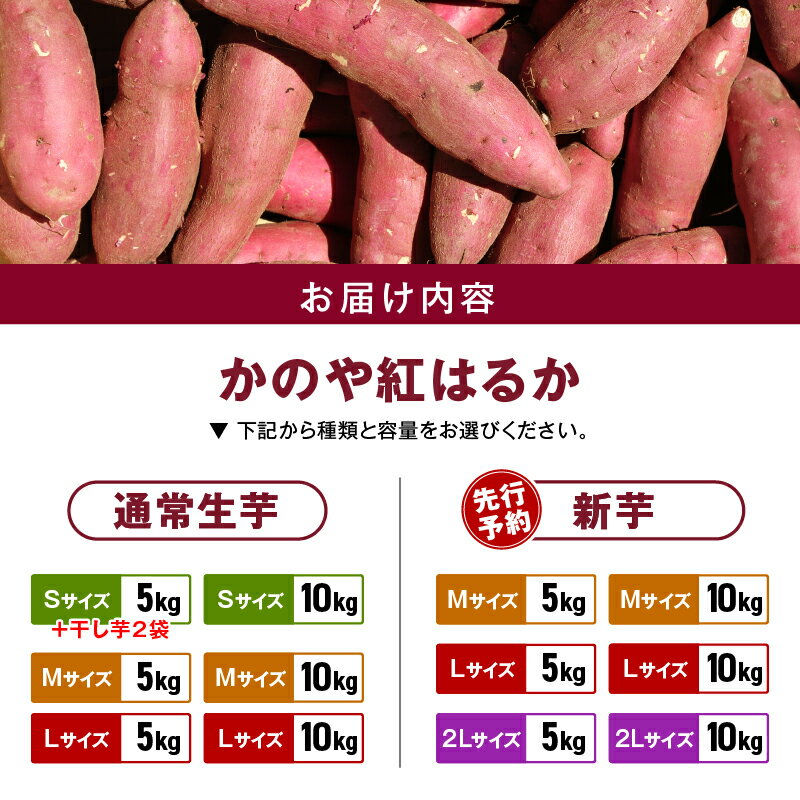 【ふるさと納税】＜サイズと量が選べる＞【先行予約】 かのや紅はるか 生芋 新芋 5kg or 10kg S ～ 2L 熟成 紅はるか さつまいも さつま芋 芋 焼芋 焼き芋 しっとり 貯蔵 鹿児島産 国産 南橋商事 ふるさと納税 鹿児島 鹿屋市 おすすめ ランキング プレゼント ギフト サムネイル3