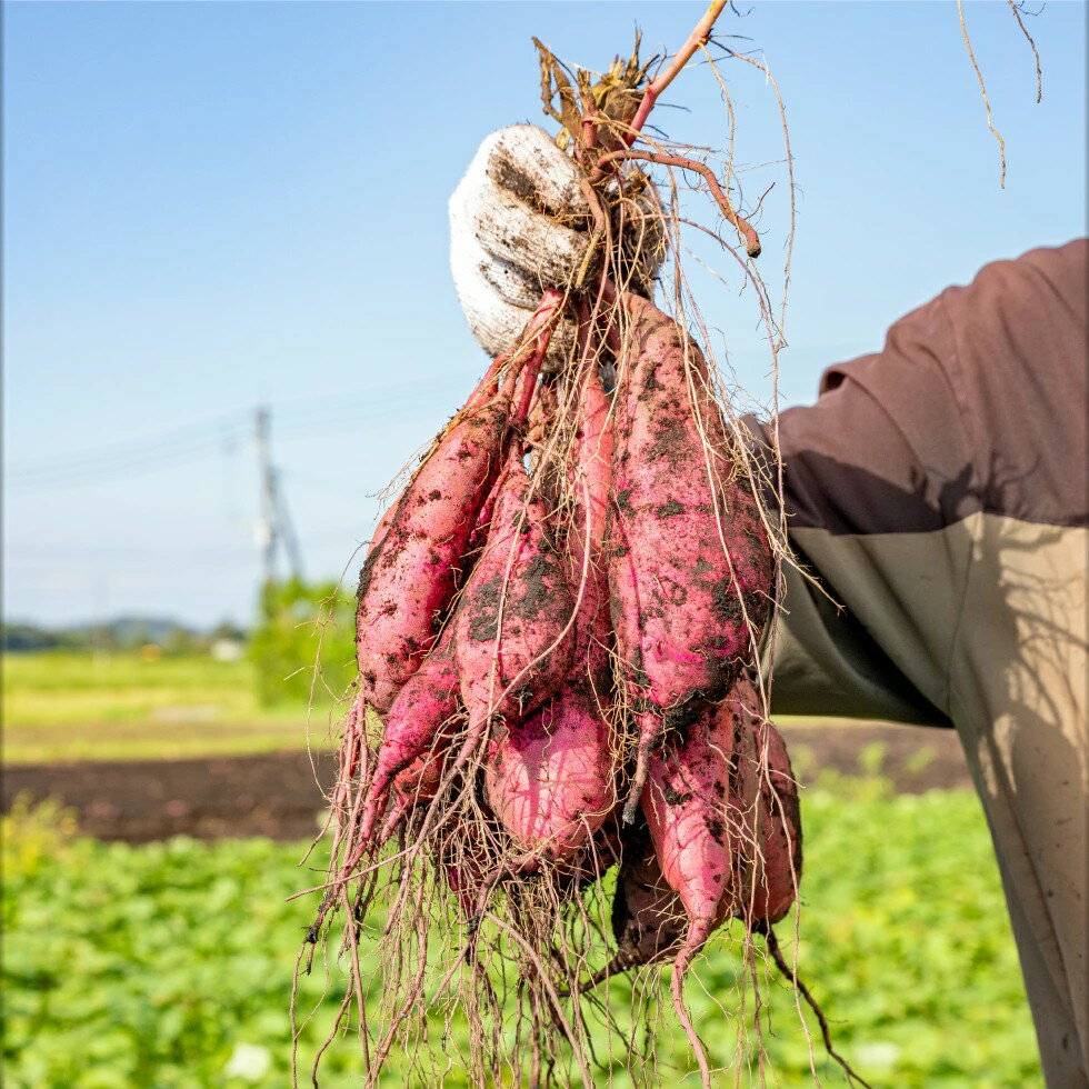 【ふるさと納税】＜選べる容量＞ さつまいも 紅はるか 鹿児島 生芋 2L 3kg ～ 9kg べにはるか 美味しい さつま芋 生 サツマイモ 土付き 芋 生いも 蜜芋 焼き芋 しっとり 食感 大学芋 干し芋 天ぷら スイートポテト お菓子 スイーツ 鹿屋市 期間限定 財宝 おすすめ ランキング - 画像2