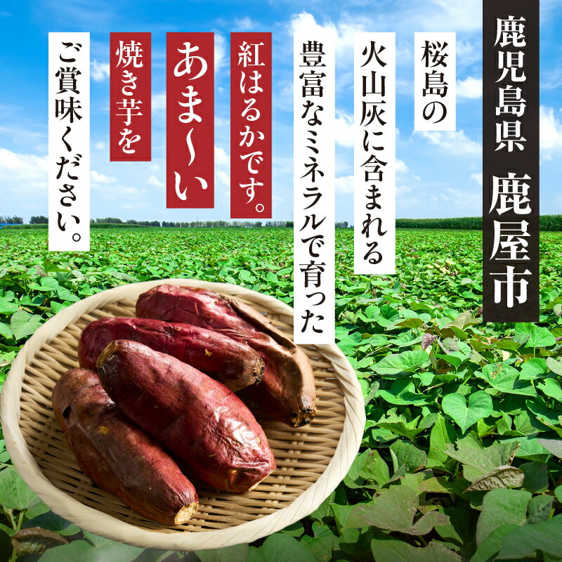 【ふるさと納税】＜選べる＞ 紅はるか 冷凍 焼き芋 1kg or 2kg 国産 焼いも 焼芋 焼きいも さつまいも さつま芋 芋 スイーツ ねっとり 甘い 熟成 子ども ペット マーケティングビー 鹿児島 鹿屋市 おすすめ ランキング プレゼント ギフト - 画像2