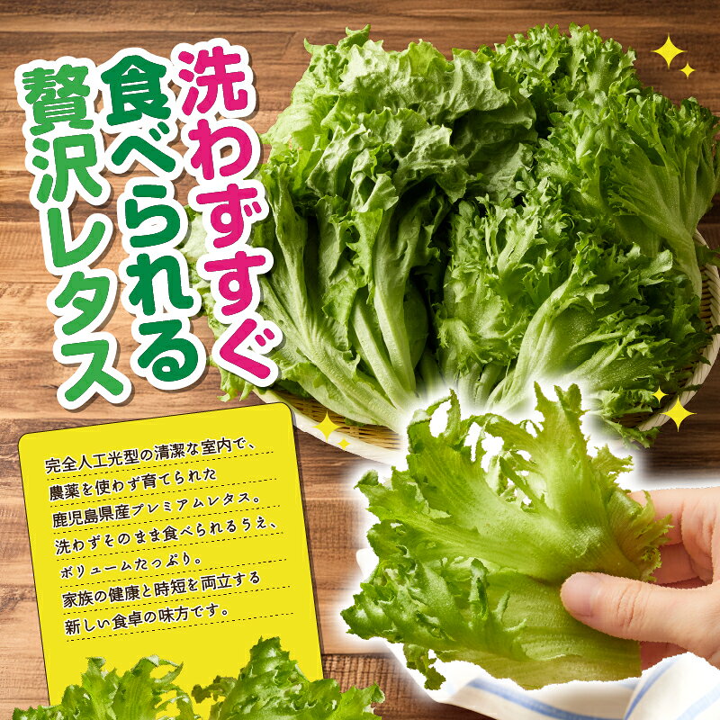 【ふるさと納税】【定期便 全12回】 農薬不使用 洗わずに食べられる プレミアム 水耕栽培 レタス 5袋を1年分 計60袋 ヘルシーリーフ リーフレタス フリフリリーフ フリル 野菜 サラダ 無農薬 旭信興産アグリーン事業部 鹿児島 鹿屋市 おすすめ ランキング プレゼント ギフト - 画像2