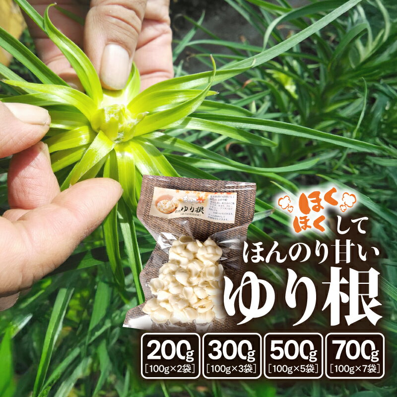 ＜選べる容量＞ ほくほくしてほんのり甘い ゆり根 200g ～ 700g ゆり根 野菜 やさい 根菜 茶碗蒸し 炊き込みご飯 サラダ 天ぷら 栄養豊富 冷凍保存可能 ほくほく あまい 食用 もみじファーム 鹿児島 鹿屋市 おすすめ ランキング プレゼント ギフト