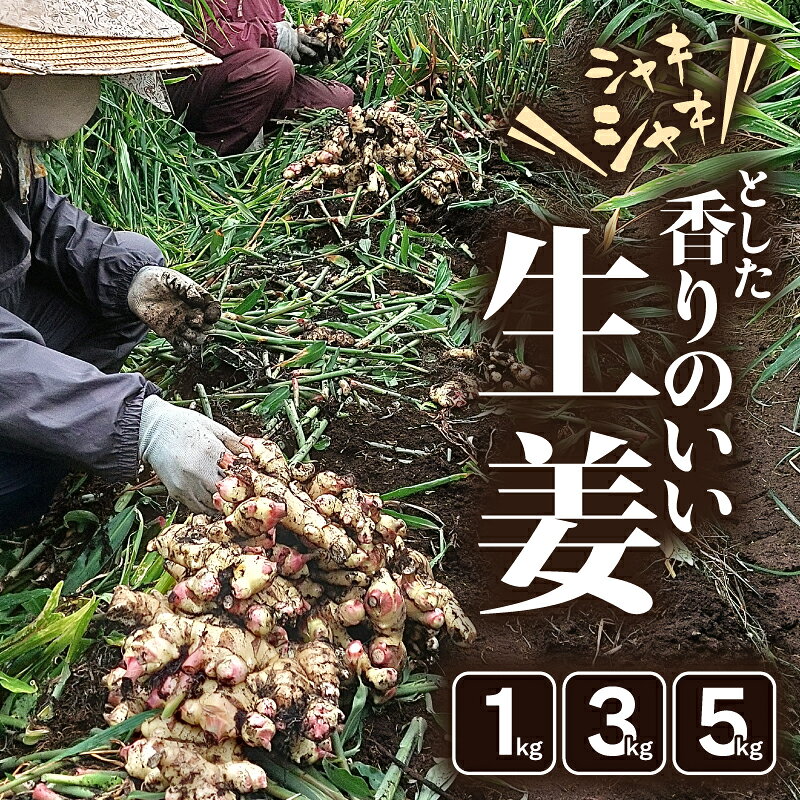 ＜選べる容量＞ シャキシャキとした香りのいい生姜 1kg ～ 5kg 生姜 しょうが ショウガ もみじ生姜 ジンジャー 薬味 香り 野菜 やさい 根菜 新鮮 みずみずしい 冷凍保存可能 もみじファーム 鹿児島 鹿屋市 おすすめ ランキング プレゼント ギフト