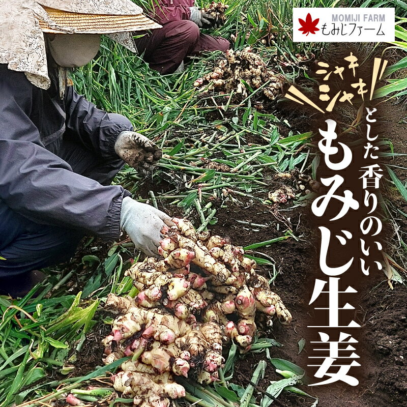 【ふるさと納税】＜選べる容量＞ シャキシャキとした香りのいい生姜 1kg ～ 5kg 生姜 しょうが ショウガ もみじ生姜 ジンジャー 薬味 香り 野菜 やさい 根菜 新鮮 みずみずしい 冷凍保存可能 もみじファーム 鹿児島 鹿屋市 おすすめ ランキング プレゼント ギフト - 画像2