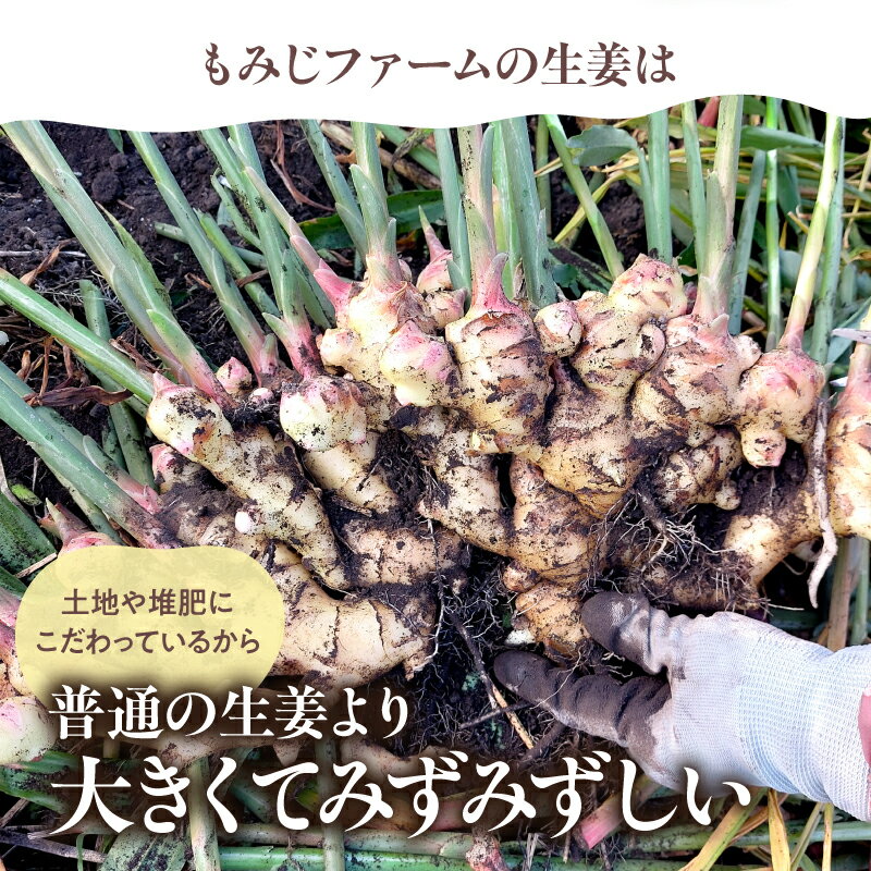 【ふるさと納税】＜選べる容量＞ シャキシャキとした香りのいい生姜 1kg ～ 5kg 生姜 しょうが ショウガ もみじ生姜 ジンジャー 薬味 香り 野菜 やさい 根菜 新鮮 みずみずしい 冷凍保存可能 もみじファーム 鹿児島 鹿屋市 おすすめ ランキング プレゼント ギフト - 画像3