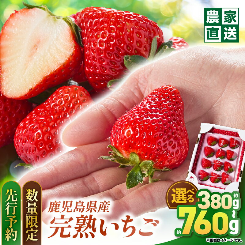 【予約受付 数量限定】＜選べる容量＞ 鹿児島県産 いちご 甘色 8～24粒 × 1箱 or 2箱 さがほのか 恋みのり 苺 完熟 フルーツ 果物 果実 限定 先行予約 デザート 農家直送 Strawberry House 彩 鹿児島 鹿屋市 おすすめ ランキング プレゼント ギフト