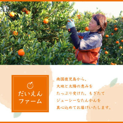 【ふるさと納税】【訳あり】南国特産もぎたてフルーツ たんかん10kg【先行予約】2月下旬より順次発送 B2-14_ 果物 くだもの 柑橘 かんきつ みかん 蜜柑 規格外 人気 送料無料 【配送不可地域：離島】【1466329】 サムネイル2