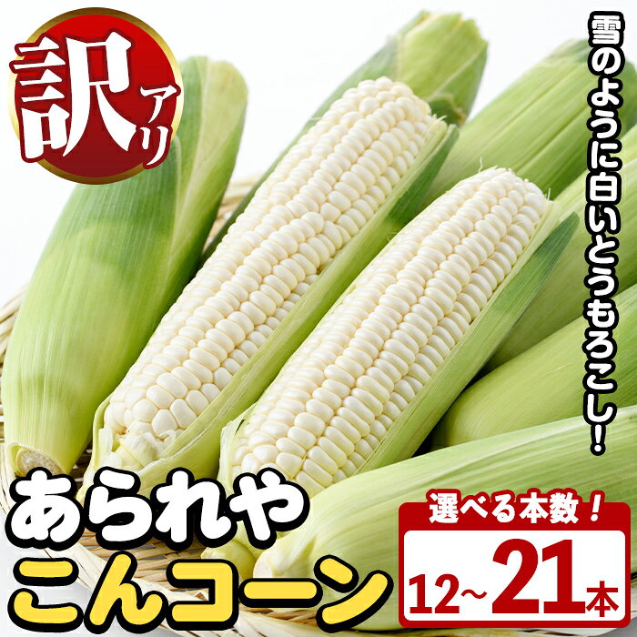 ＜先行予約受付中！2026年6月中旬以降順次発送予定＞＜容量が選べる！＞訳あり！白いとうもろこし「あられやこんコーン」(6〜21本) 国産 トウモロコシ 玉蜀黍 ホワイト コーン 野菜 糖度 夏 イネ科 数量限定 期間限定 訳アリ 旬 【うとさんち】