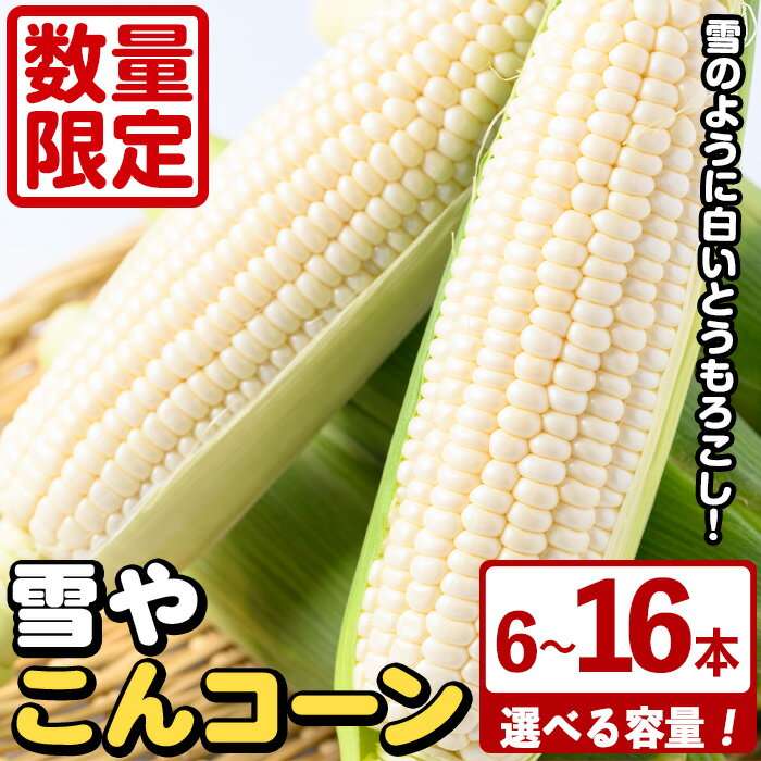 ＜先行予約受付中！2026年6月中旬以降順次発送予定＞＜容量が選べる！＞白いとうもろこし「雪やこんコーン」(6〜16本) 国産 トウモロコシ 玉蜀黍 ホワイト コーン 野菜 糖度 夏 イネ科 数量限定 期間限定【うとさんち】
