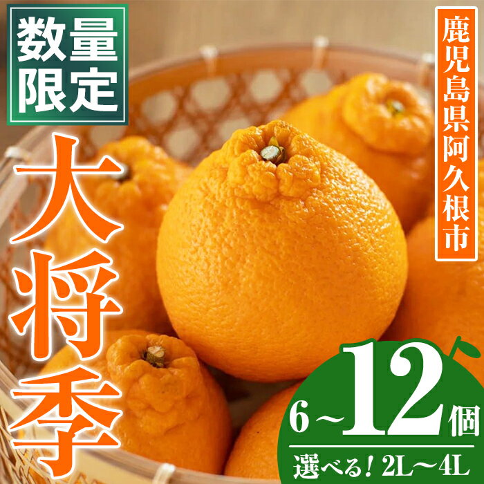 ＜先行予約受付中！2026年1月中旬以降順次発送予定＞＜サイズ・内容量が選べる！＞数量限定！大将季 (6～12個・2L～4L) 柑橘 フルーツ 果物 国産 みかん 期間限定 不知火 しらぬい シラヌイ ミカン【株式会社イロドリ】