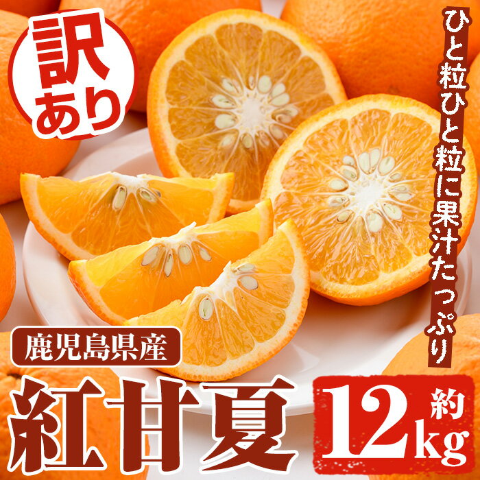 ＜先行予約受付中！2026年3月以降順次発送予定＞訳あり 紅甘夏(約12kg) 国産 鹿児島県産 果物 フルーツ 柑橘 みかん 甘夏【松永青果】akn053-19