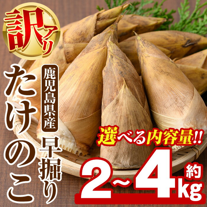 ＜内容量が選べる＞訳あり！鹿児島県産 早掘りたけのこ(約2kg〜4kg) 国産 野菜 たけのこ タケノコ 筍 旬 煮物 水煮 天ぷら つくだ煮【松永青果】