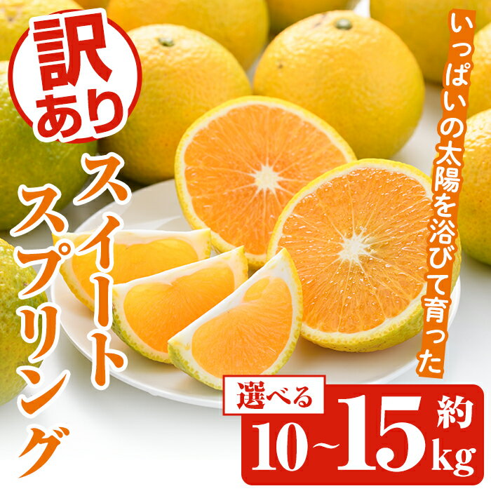 ＜先行予約受付中！2025年12月中旬以降順次発送予定＞＜内容量が選べる！＞訳ありスイートスプリング(約10～15kg) 鹿児島県 阿久根市 フルーツ 果物 デザート 柑橘 甘味 果肉 果汁【松永青果】