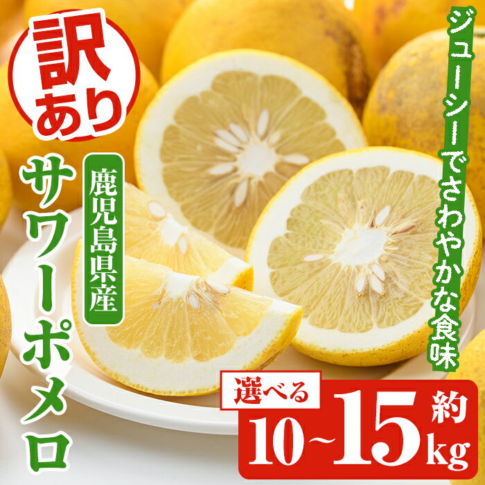 ＜先行予約受付中！2026年1月以降順次発送予定＞＜内容量が選べる！＞訳ありサワーポメロ(約10～15kg) 国産 果物 フルーツ 柑橘 甘味 酸味 デザート おやつ【松永青果】