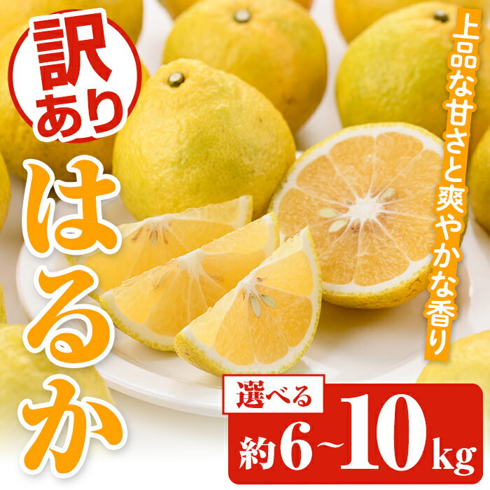 ＜先行予約受付中！2026年2月以降順次発送予定＞＜内容量が選べる！＞訳ありはるか(約6～10kg) 国産 鹿児島県産 果物 フルーツ 柑橘 みかん はるか【松永青果】