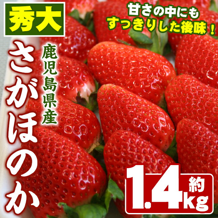 ＜先行予約受付中！2026年1月中旬以降順次発送予定＞鹿児島県産いちご(さがほのか「秀大」・計約1.4kg・40粒×2箱) 鹿児島 阿久根 果物 フルーツ イチゴ いちご 苺 さがほのか デザート おやつ 期間限定【鹿児島いずみ農業協同組合】akn018-21