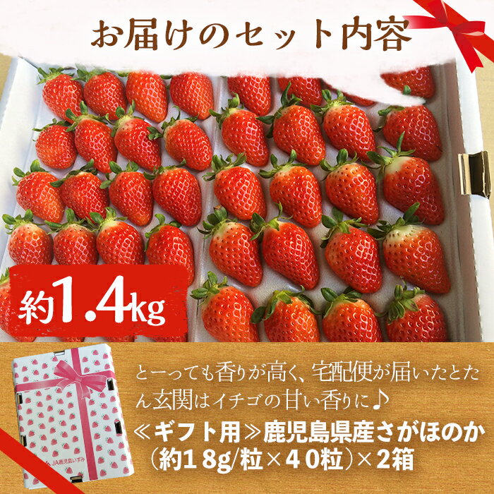 【ふるさと納税】＜先行予約受付中！2026年1月中旬以降順次発送予定＞鹿児島県産いちご(さがほのか「秀大」・計約1.4kg・40粒×2箱) 鹿児島 阿久根 果物 フルーツ イチゴ いちご 苺 さがほのか デザート おやつ 期間限定【鹿児島いずみ農業協同組合】akn018-21 サムネイル3