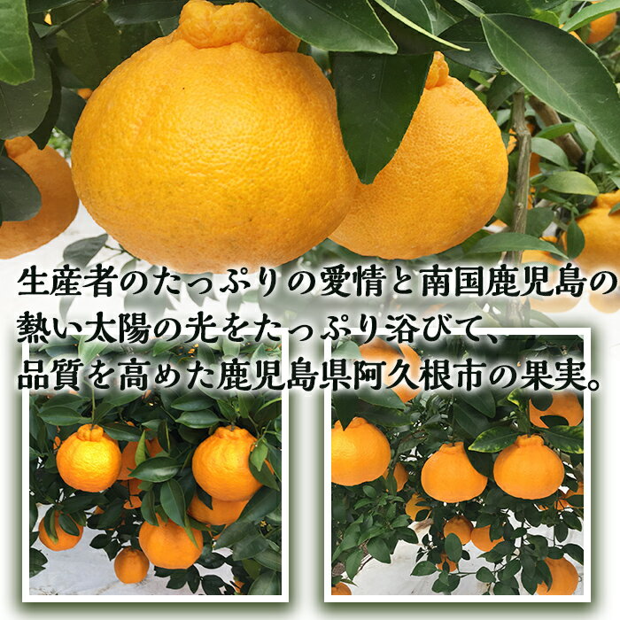 【ふるさと納税】＼高評価★4.62獲得！／＜先行予約受付中！2026年1月以降順次発送予定＞数量限定！鹿児島で生まれたオリジナル品種「大将季」(約5kg・15〜24玉) 果物 フルーツ 柑橘 果実 ハウス栽培 ギフト【鹿児島いずみ農業協同組合】akn018-22 サムネイル3