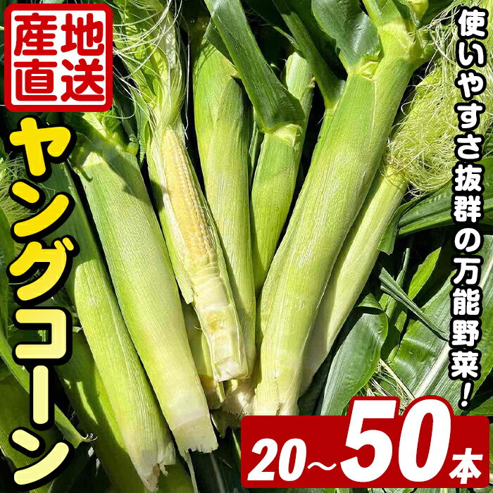 ＜2026年5月上旬以降順次発送予定＞＜本数が選べる！＞ ヤングコーン (20〜50本) 国産 野菜 ヤングコーン 鹿児島県産 阿久根市産 天ぷら フライ 中華炒め 肉巻き【うとさんち】