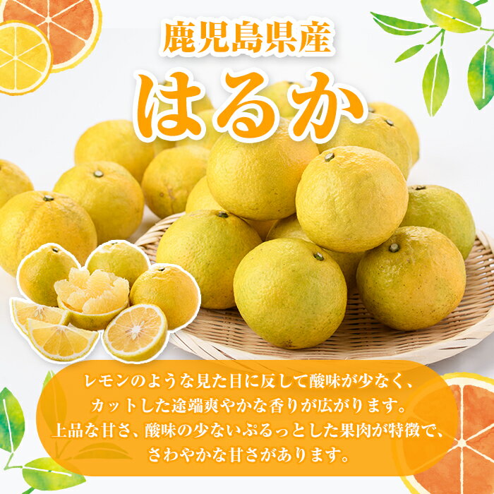 【ふるさと納税】＜先行予約受付中！2026年2月以降順次発送予定＞＜内容量が選べる！＞訳ありはるか(約6～10kg) 国産 鹿児島県産 果物 フルーツ 柑橘 みかん はるか【松永青果】 サムネイル2