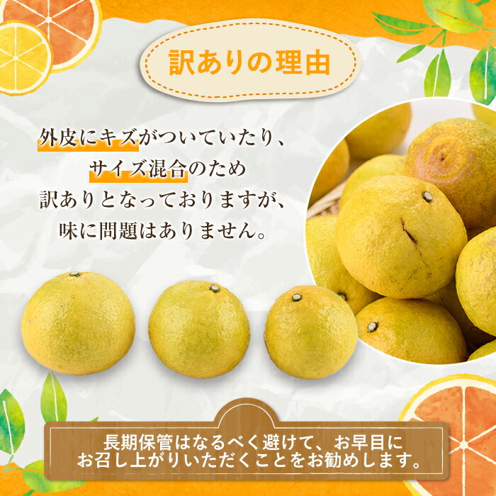 【ふるさと納税】＜先行予約受付中！2026年2月以降順次発送予定＞＜内容量が選べる！＞訳ありはるか(約6～10kg) 国産 鹿児島県産 果物 フルーツ 柑橘 みかん はるか【松永青果】 サムネイル3