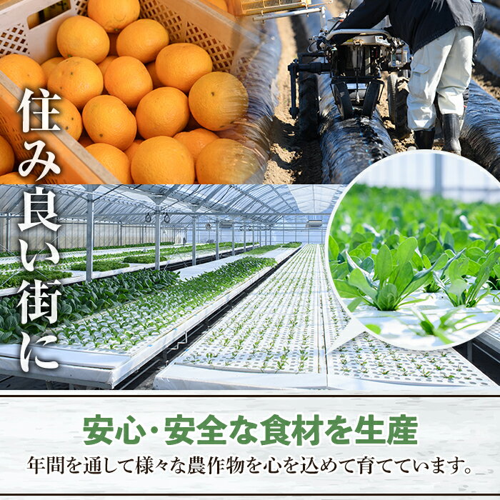【ふるさと納税】＜定期便・全2回(6月・11月)＞あくね旬の野菜おまかせセット(5〜8品目)小松菜、レタス、青梗菜の3品目とその他野菜2品目以上を詰め合わせて全2回お届け！【合同会社グッドフィールド】akn056-19 - 画像3