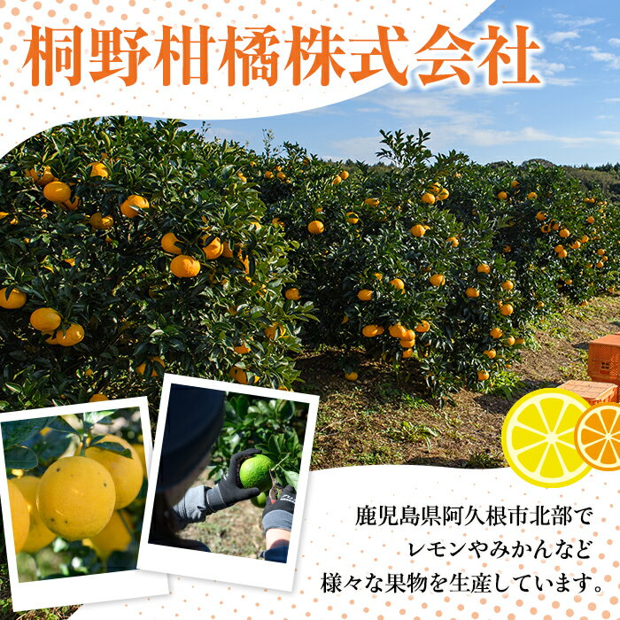 【ふるさと納税】＜先行予約受付中！2026年1月中旬以降順次発送予定＞訳あり紅甘夏(約20kg) 国産 鹿児島県 阿久根市 果実 果物 フルーツ 柑橘 紅甘夏 みかん ミカン 期間限定 数量限定【桐野柑橘株式会社】akn070-09 サムネイル2
