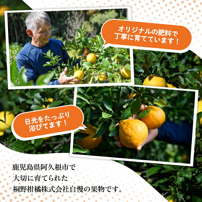 【ふるさと納税】＜先行予約受付中！2026年1月中旬以降順次発送予定＞訳あり紅甘夏(約20kg) 国産 鹿児島県 阿久根市 果実 果物 フルーツ 柑橘 紅甘夏 みかん ミカン 期間限定 数量限定【桐野柑橘株式会社】akn070-09 サムネイル3