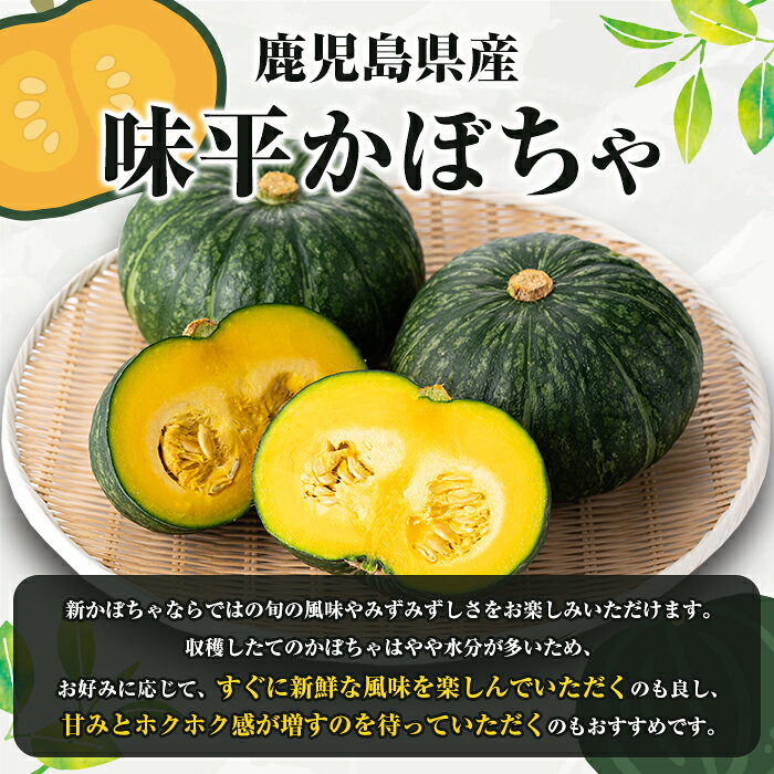 【ふるさと納税】＜先行予約受付中！2026年5月上旬以降順次発送予定＞＜内容量が選べる！＞鹿児島県産 味平かぼちゃ(約5〜10kg) 国産 野菜 かぼちゃ カボチャ 南瓜 煮物 天ぷら バーベキュー BBQ スイーツ お菓子【松永青果】 - 画像2