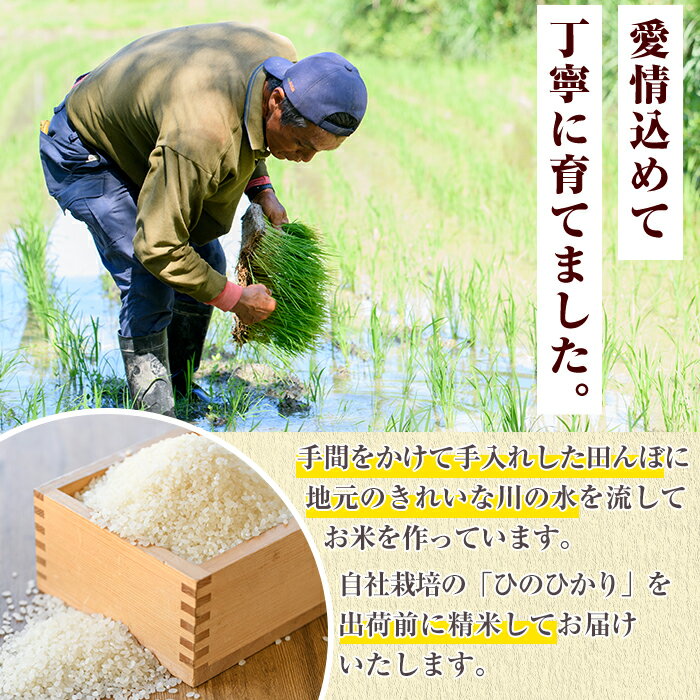 【ふるさと納税】＜種類・容量が選べる！＞鹿児島県産のお米 ひのひかり(計5kg〜10kg) 国産 白米 玄米 自社精米 ご飯 おこめ おにぎり お弁当 ひのひかり【谷口ファーム】 - 画像3