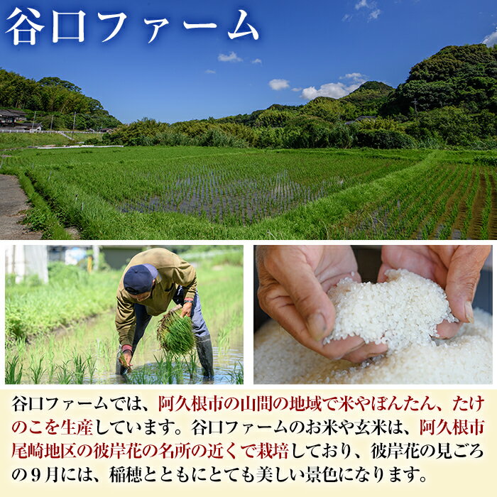 【ふるさと納税】＜種類・容量が選べる！＞鹿児島県産のお米 ひのひかり(計5kg〜10kg) 国産 白米 玄米 自社精米 ご飯 おこめ おにぎり お弁当 ひのひかり【谷口ファーム】 - 画像2