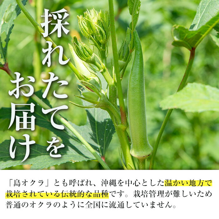 【ふるさと納税】≪容量が選べる！先行予約受付中！2026年7月下旬～10月下旬の間に発送予定≫いずみ産 丸オクラ(600g or 1.2kg) オクラ 丸オクラ おくら 野菜 夏野菜 サラダ おひたし 天ぷら 炒め物 【イーサイドライン】 - 画像2