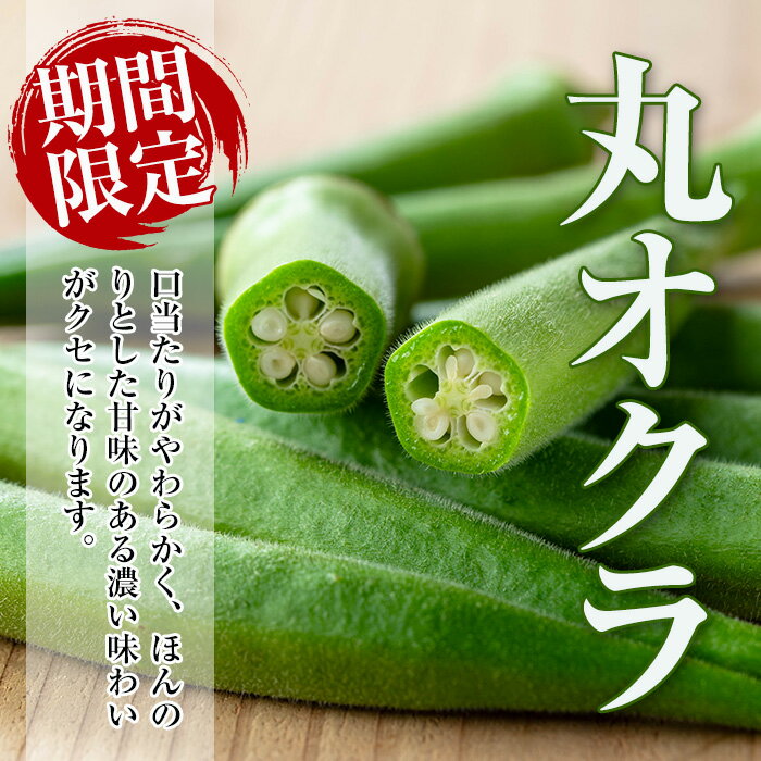 【ふるさと納税】≪容量が選べる！先行予約受付中！2026年7月下旬～10月下旬の間に発送予定≫いずみ産 丸オクラ(600g or 1.2kg) オクラ 丸オクラ おくら 野菜 夏野菜 サラダ おひたし 天ぷら 炒め物 【イーサイドライン】 - 画像3