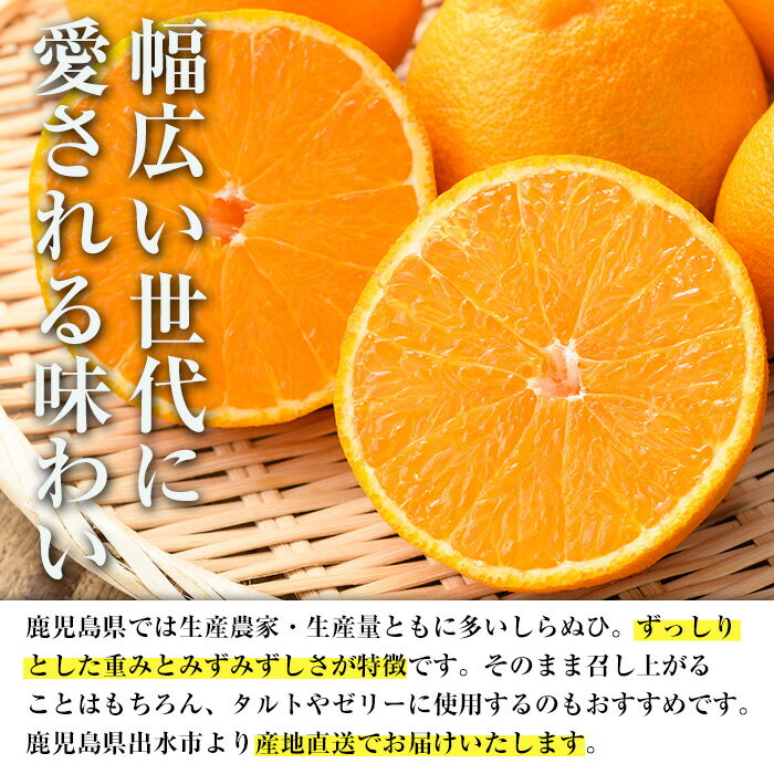 【ふるさと納税】≪数量・期間限定≫いずみ産 竹ん子山のしらぬひ(約1.5kg) 鹿児島 国産 九州産 しらぬい 不知火 柑橘 くだもの フルーツ 果実 【イーサイドライン】 - 画像2